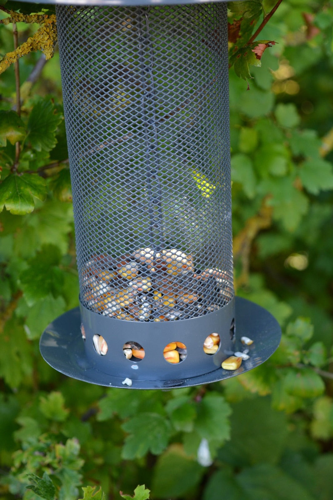 Seed Feeder L