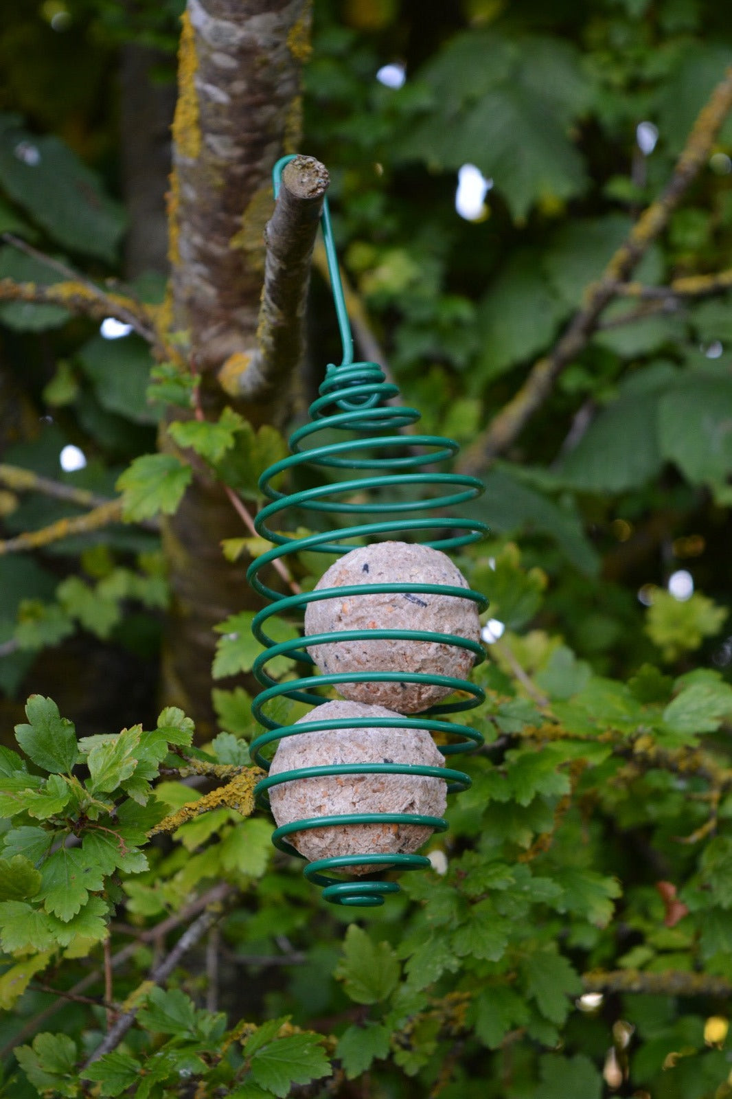 Spiral Feeder