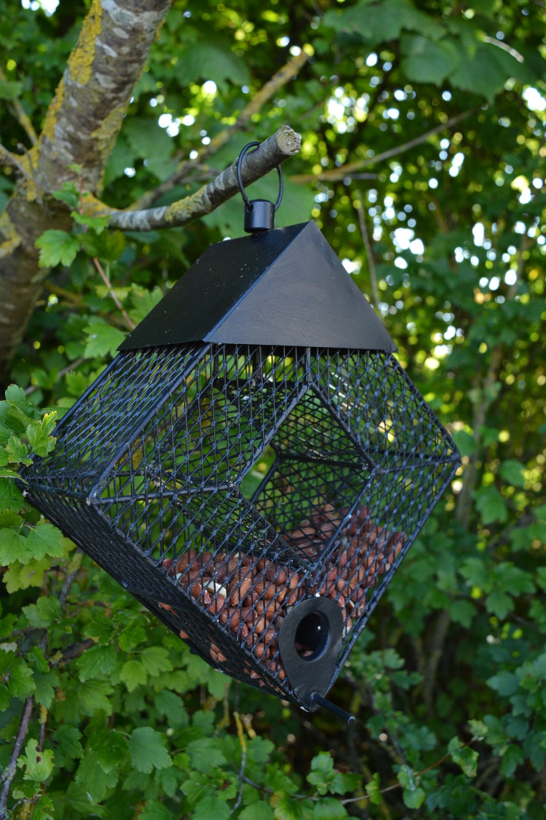 Diamond Nut Spring