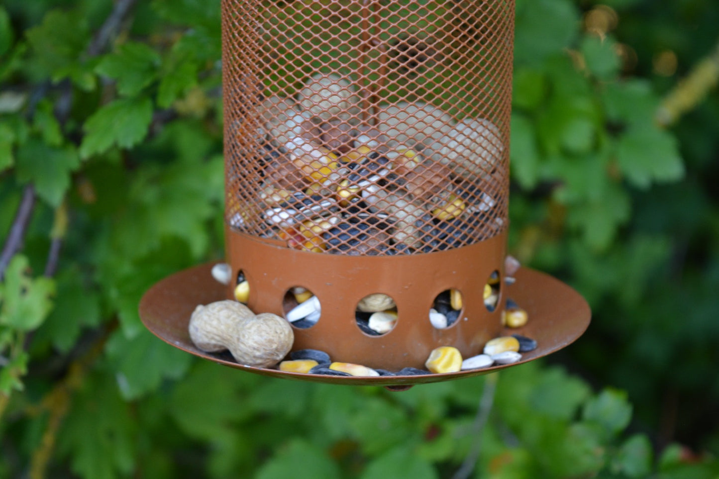 Seed Feeder L