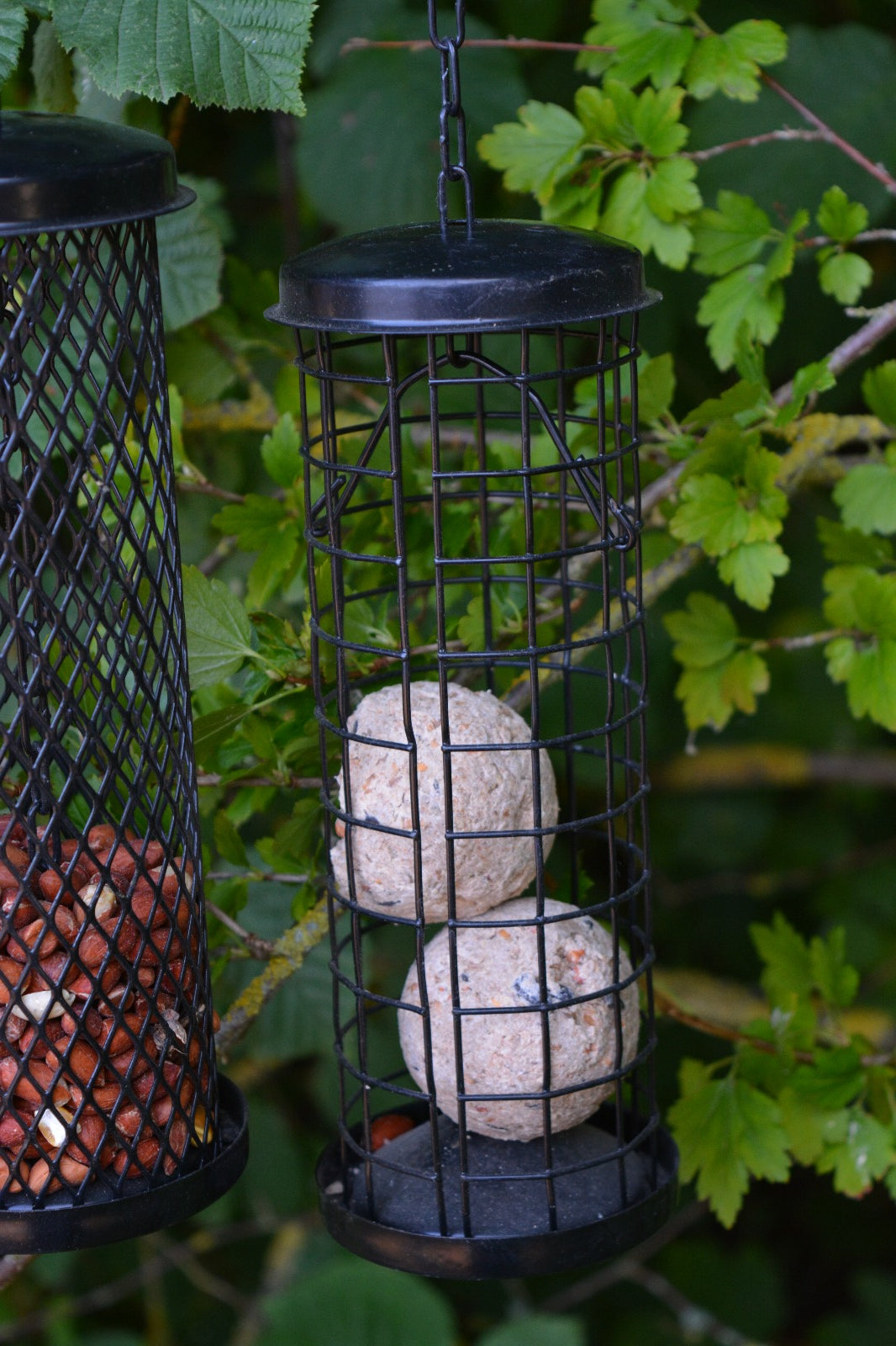 3 Pack Automatic Feeders