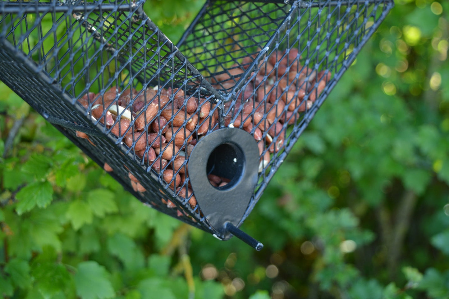 Diamond Nut Spring