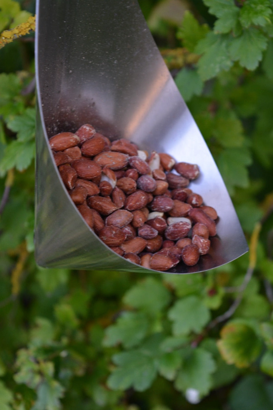 Conet Feeder Rustfrit stål